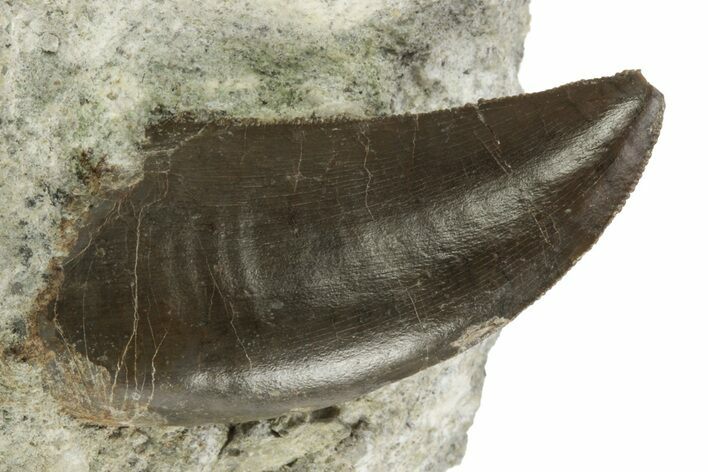 Serrated Dinosaur (Allosaurus) Tooth - Colorado #218328